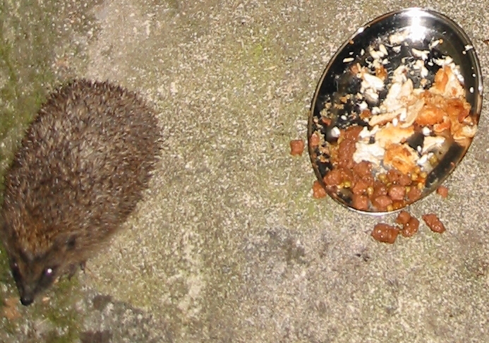 The hedgehog that lives in the stables